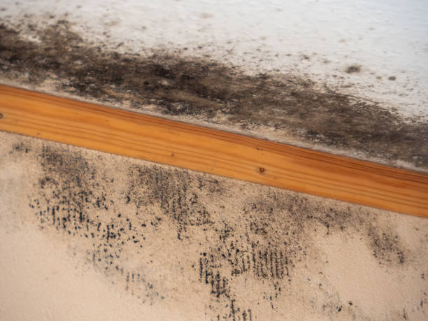 Best Mold Prevention Services  in El Centro, CA