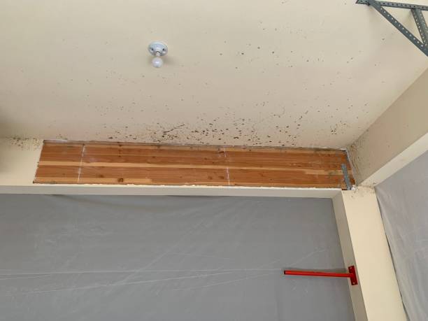 Best Mold Remediation for Healthcare Facilities  in El Centro, CA