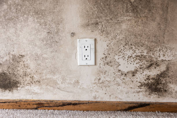 Best Mold Damage Restoration  in El Centro, CA