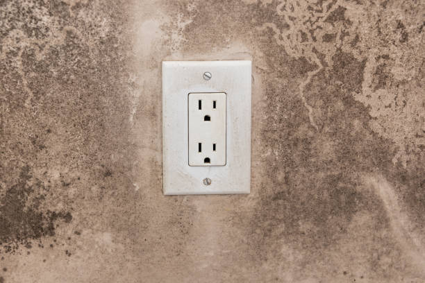 Best Attic Mold Removal  in El Centro, CA