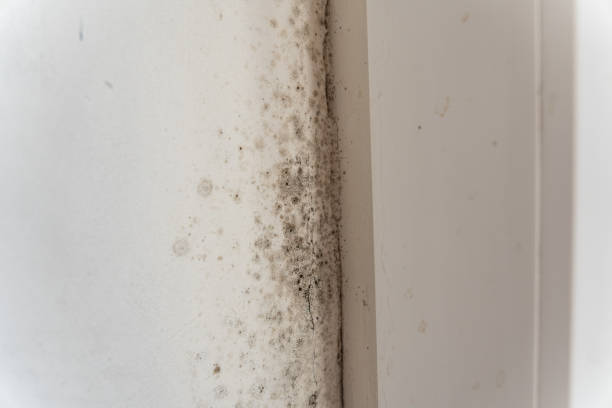 Mold Remediation for Vacation Homes in El Centro, CA